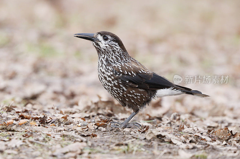 斑点胡桃夹子（Nucifraga caryocatactes）